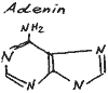Struktur Adenin