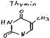 Struktur Thymin