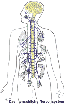Bild: Das menschliche Nervensystem