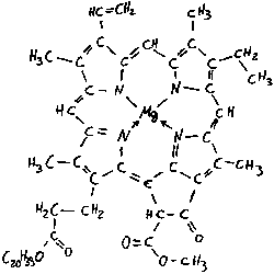 Bild: chem. Struktur des Chlorophyll